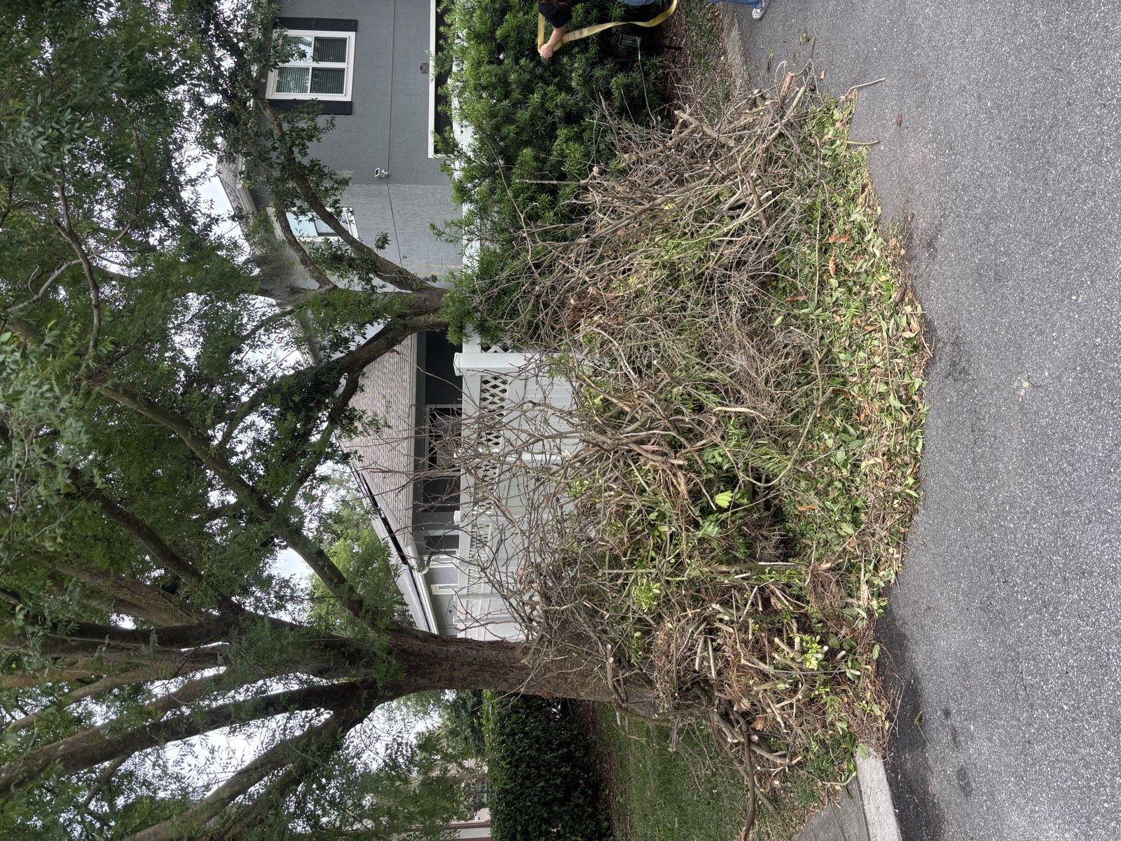 Yard with pile of branches and brush for removal